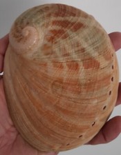 curiosité , taxidermie