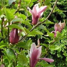 Magnolia liliflora 'Nigra' -