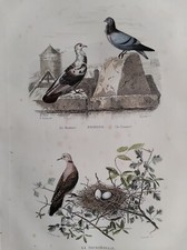 OISEAUX PIGEONS TOURTERELLE