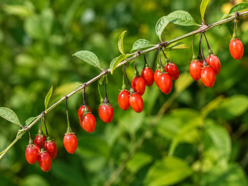 Lycium barbarum 000 - lycium, barbarum,