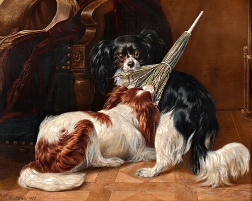 Cavalier king charles spaniel - cavalier,