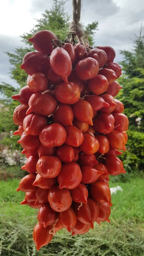 Graines tomate très - 10, de
