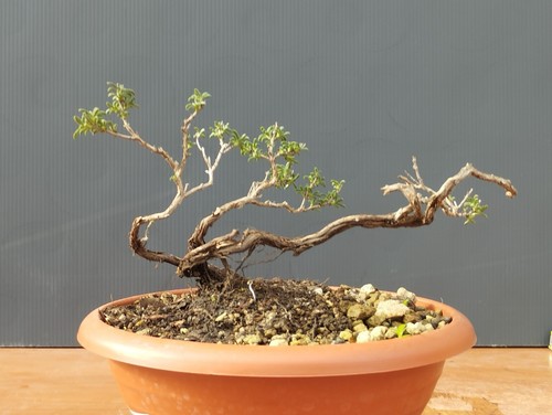 Bonsaï thym 22 - cm, en