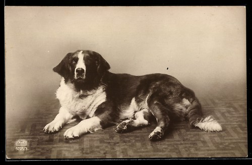 Saint bernard allongé sur - allongé, un