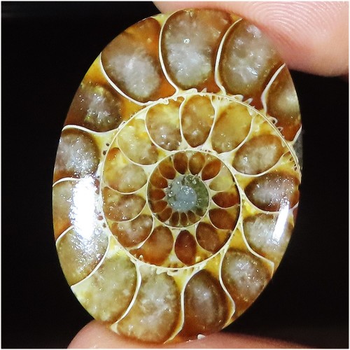 Pierre ammonite fossile - pierre,