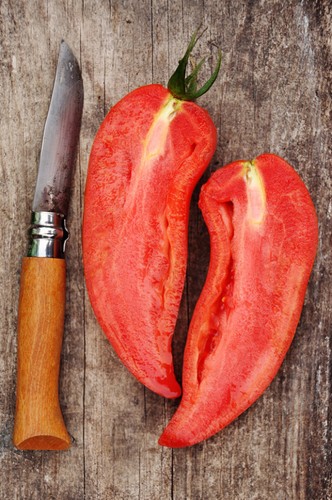 Graines tomate cornue des - 6,