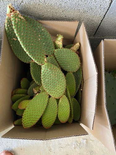 Opuntia vert cactus - vert,