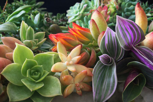 Mix succulentes unique - 🌿,