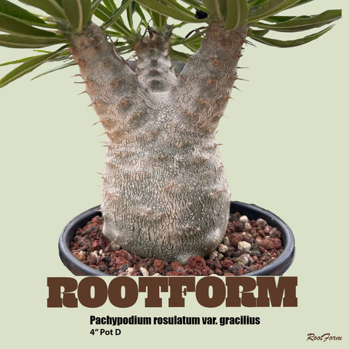 Pachypodium rosulatum var - pachypodium,