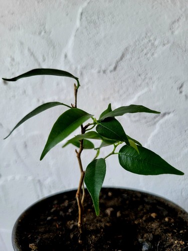 Plante intérieur - plante, (ficus)