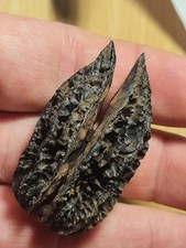 Noix fossile Juglans