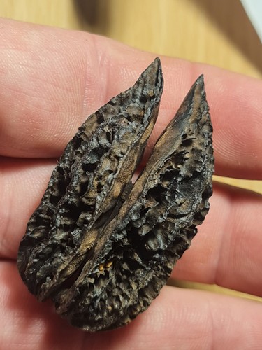 Noix fossile juglans - fossile,