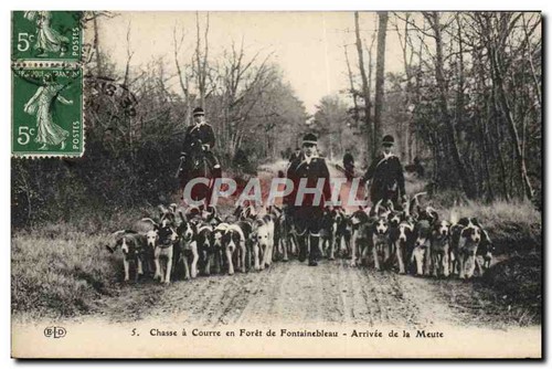 Chasse courre forêt - chasse,