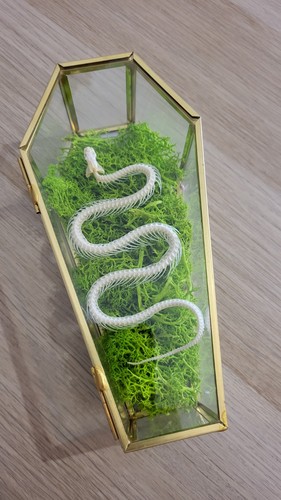 Terrarium cercueil verre - terrarium, &