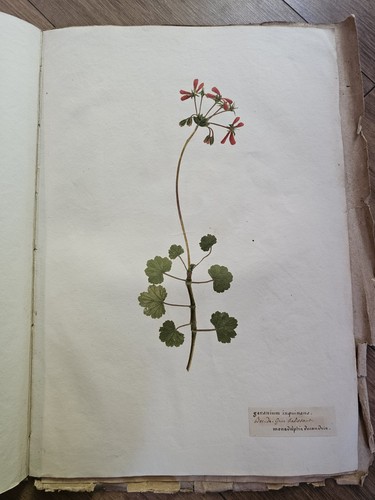 Incroyable herbier original - incroyable,