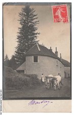 CAR-AFMP9-0407-70 - MONLEY - Des boeufs - Carte photo