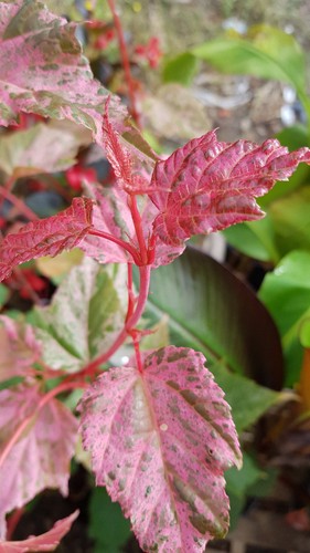 Acer conspicuum red - x,