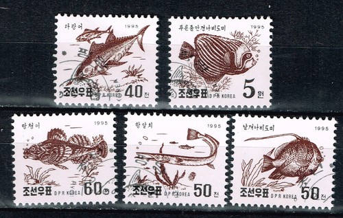 Fauna corall fish - corall, life
