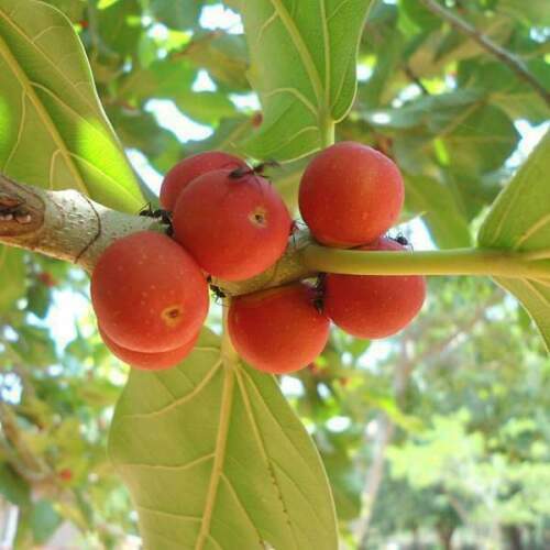 Banyan fig ficus - banyan,