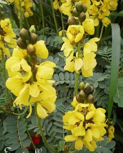 Dartrier senna ou - dartrier,