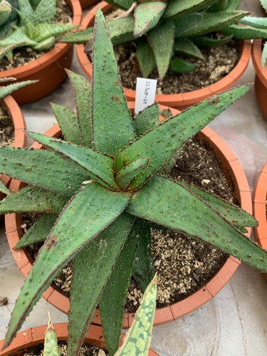 Aloe gasteria hybride - gasteria,