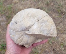 Nautile fossile marin France