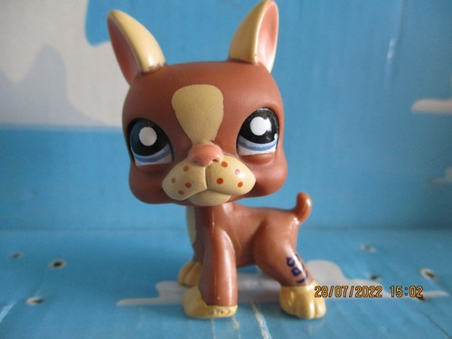 Petshop chien boston terrier - chien,