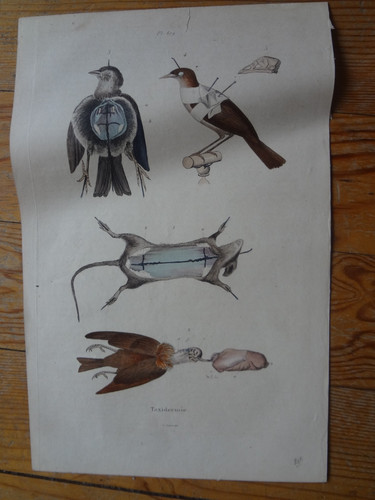 Ancienne gravure taxidermie - ancienne,