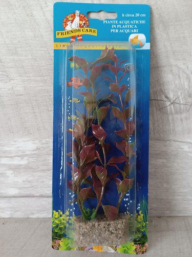 Ludwigia red plante - ludwigia,