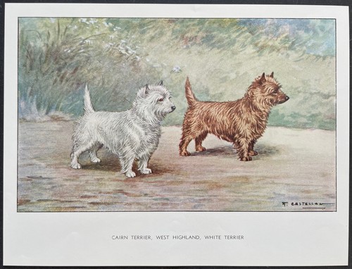 Cairn terrier west highland - terrier,