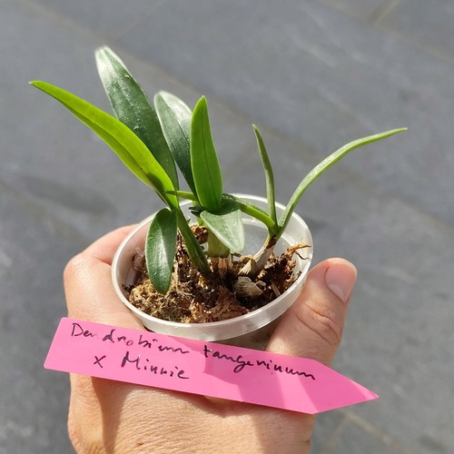 Orchidée dendrobium - orchidée,