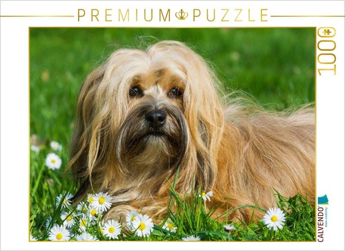 Puzzle calvendo bichon - puzzle,