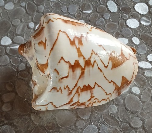 Coquillage volute cimbiola - coquillage,