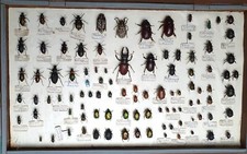 vitrine ancienne ENTHOMOLOGIE INSECTES COLEOPTERES SCARABEES 99 spécimens