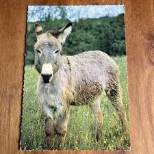 Postcard Cpa - Ane - C’est