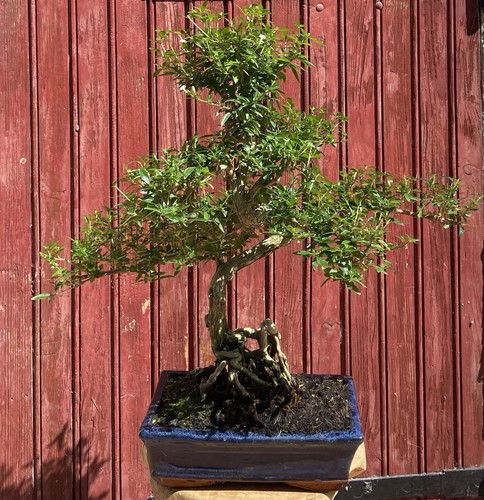 Bonsaï serissa foetida gros - bonsaÏ,