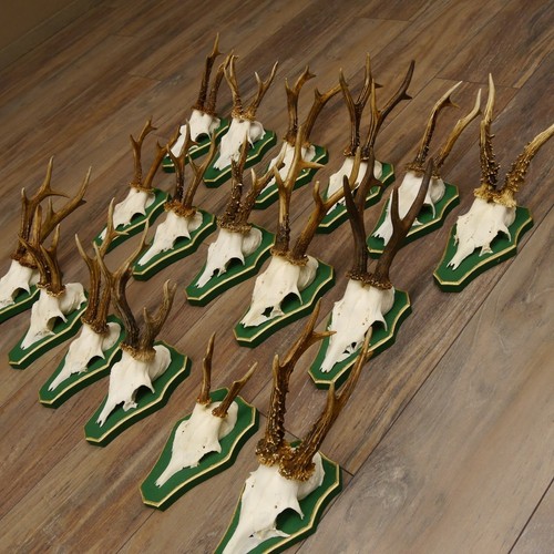 Pièces bois cerf - de, sur