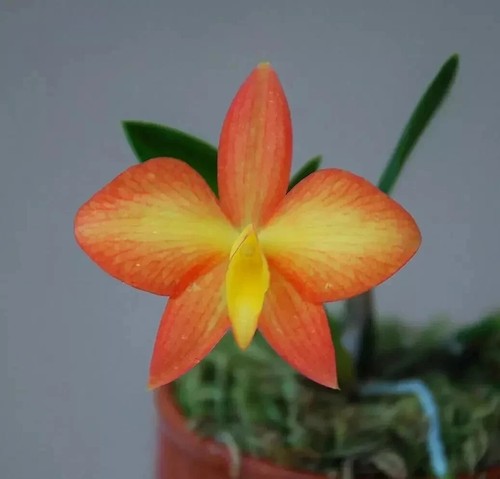 Sophronitis coccinea var
