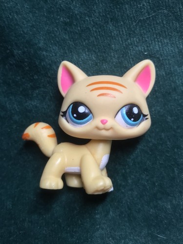 Petshop chat maine - 💖petshop, coon