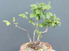 Bonsaï carpin blanc 40 x 10