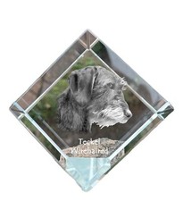 Teckel à poil dur dé à