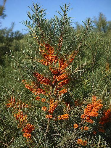 Hippophae rhamnoides 200 - hippophae, rhamnoides,