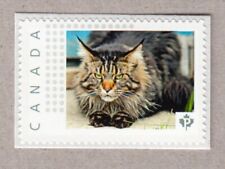 MAIN COON CAT = Picture Postage Stamp MNH Canada 2016 [p16/03dc6/3]