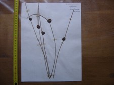 Annees 50 PLANCHE d'HERBIER du Gard Herbarium Planche Naturelle 17