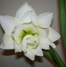 Amaryllis (Hippeastrum) - «White Glory». Gros bulbe.