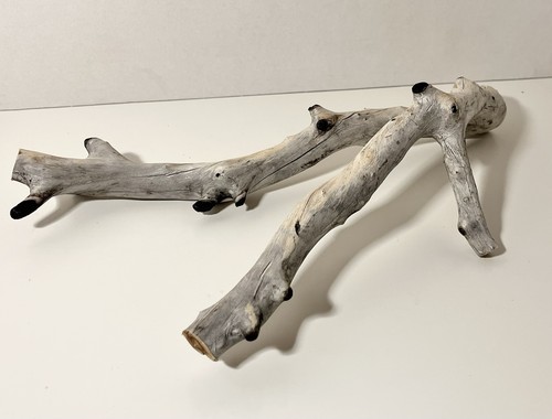 Manzanita driftwood reptile - manzanita, driftwood,