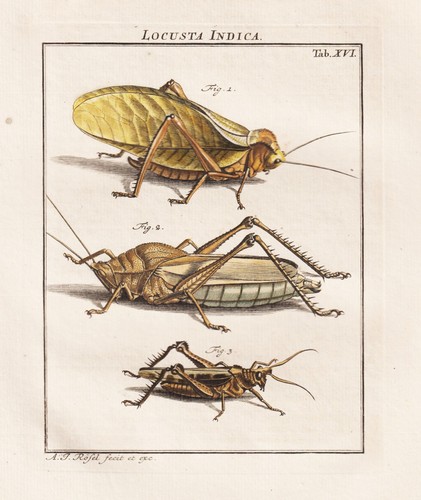 Tab xvi sauterelles locusts - xvi,