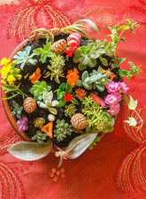 🌵 Lot XXL 30 Plantes