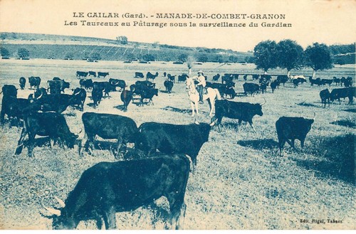 Gard cailar manade - manade, de