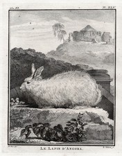 Angora Lapin Gravure Cuivre